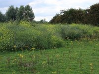 NL, Gelderland, Druten, Afferdensche en Deestsche Waarden 50, Saxifraga-Hans Boll