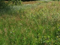 NL, Gelderland, Ede, Bennekomse Meent 15, Saxifraga-Hans Boll