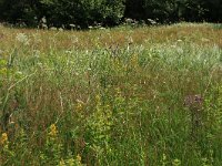 NL, Gelderland, Ede, Bennekomse Meent 17, Saxifraga-Hans Boll