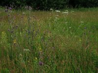 NL, Gelderland, Ede, Bennekomse Meent 19, Saxifraga-Hans Boll