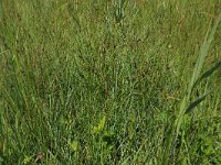 NL, Gelderland, Ede, Bennekomse Meent 25, Saxifraga-Hans Boll