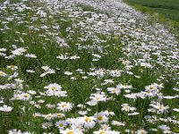 NL, Gelderland, Lingewaard, Bemmelsche en Gendtsche Waard 5, Saxifraga-Henk Sierdsema