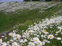 NL, Gelderland, Lingewaard, Bemmelsche en Gendtsche Waard 6, Saxifraga-Henk Sierdsema