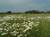 NL, Gelderland, Lochem, De Ravenswaarden, Grote Blokken 11, Saxifraga-Willem van Kruijsbergen