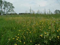 NL, Gelderland, Lochem, De Ravenswaarden, Vosweerd 8, Saxifraga-Willem van Kruijsbergen