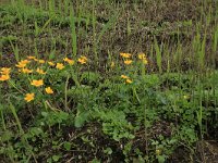 NL, Gelderland, Nijkerk, Arkemheen 15, Saxifraga-Hans Boll