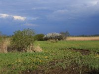 NL, Gelderland, Nijkerk, Arkemheen 2, Saxifraga-Hans Boll