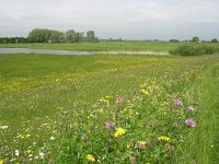 NL, Gelderland, Rijnwaarden, Rijnstrangen 8, Saxifraga-Henk Sierdsema