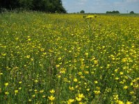 NL, Gelderland, Rijnwaarden, Rijnstrangen 9, Saxifraga-Henk Sierdsema