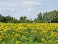 NL, Gelderland, Zaltbommel, between Slot Loevestein and Brakel 4, Saxifraga-Tom Heijnen