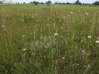 NL, Groningen, De Marne, Robbenoord 15, Saxifraga-Hans Boll