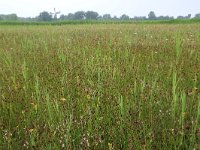 NL, Groningen, De Marne, Robbenoord 5, Saxifraga-Hans Boll