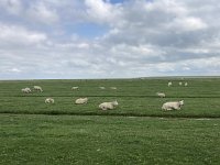 NL, Groningen, Het Hogeland, Pieterburen 70, Saxifraga-Willem van Kruijsbergen