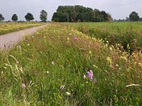 NL, Groningen, Stadskanaal, Alteveer 1, Saxifraga-Hans Dekker