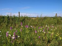 NL, Groningen, Stadskanaal, Alteveer 3, Saxifraga-Hans Dekker