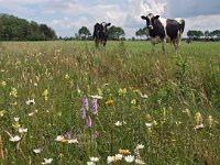 NL, Groningen, Stadskanaal, Alteveer 5, Saxifraga-Hans Dekker