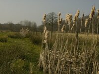 NL, Noord-Brabant, Baarle-Nassau, De Broskens 20, Saxifraga-Marijke Verhagen