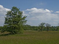 NL, Noord-Brabant, Baarle-Nassau, De Broskens 46, Saxifraga-Jan van der Straaten