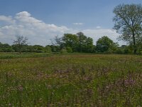 NL, Noord-Brabant, Baarle-Nassau, De Broskens 50, Saxifraga-Jan van der Straaten