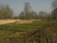 NL, Noord-Brabant, Baarle-Nassau, Halsche Beemden 187, Saxifraga-Marijke Verhagen