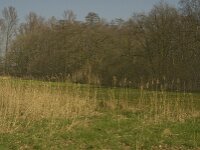NL, Noord-Brabant, Baarle-Nassau, Halsche Beemden 192, Saxifraga-Marijke Verhagen