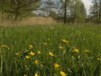 NL, Noord-Brabant, Baarle-Nassau, Halsche Beemden 224, Saxifraga-Marijke Verhagen
