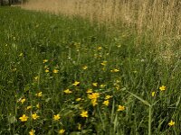 NL, Noord-Brabant, Baarle-Nassau, Halsche Beemden 225, Saxifraga-Marijke Verhagen