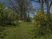 NL, Noord-Brabant, Baarle-Nassau, Halsche Beemden 228, Saxifraga-Marijke Verhagen