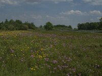 NL, Noord-Brabant, Boxmeer, De Vilt 3, Saxifraga-Jan van der Straaten