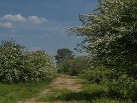 NL, Noord-Brabant, Boxmeer, Koude Oord 16, Saxifraga-Jan van der Straaten