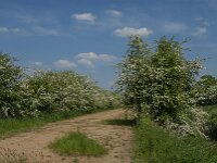 NL, Noord-Brabant, Boxmeer, Koude Oord 17, Saxifraga-Jan van der Straaten