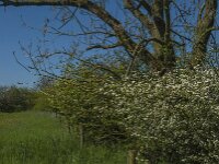 NL, Noord-Brabant, Boxmeer, Zoetepasweiden 14, Saxifraga-Jan van der Straaten