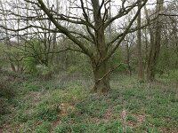 NL, Noord-Brabant, Boxmeer, Zoetepasweiden 23, Saxifraga-Hans Boll
