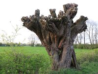 NL, Noord-Brabant, Boxmeer, Zoetepasweiden 34, Saxifraga-Hans Boll