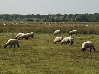NL, Noord-Brabant, Boxtel, Banisveld 3, Saxifraga-Jan van der Straaten