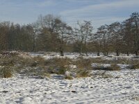NL, Noord-Brabant, Eindhoven, Bokt 4, Saxifraga-Marijke Verhagen