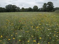 NL, Noord-Brabant, Goirle, Landgoed De Hoevens 112, Saxifraga-Willem van Kruijsbergen