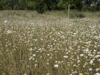 NL, Noord-Brabant, Goirle, Landgoed De Hoevens 63, Saxifraga-Willem van Kruijsbergen