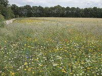 NL, Noord-Brabant, Goirle, Landgoed De Hoevens 76, Saxifraga-Willem van Kruijsbergen