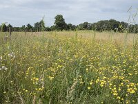 NL, Noord-Brabant, Goirle, Landgoed De Hoevens 81, Saxifraga-Willem van Kruijsbergen