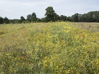 NL, Noord-Brabant, Goirle, Landgoed De Hoevens 83, Saxifraga-Willem van Kruijsbergen