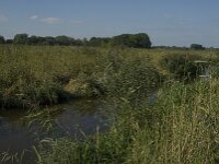 NL, Noord-Brabant, Hilvarenbeek, Reusel 1, Saxifraga-Jan van der Straaten