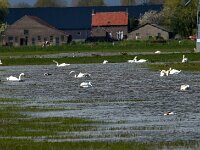 NL, Noord-Brabant, Lith, Marense eendenkooi 3, Saxifraga-Jan van der Straaten