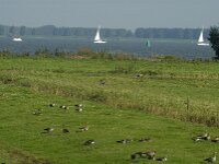 NL, Noord-Brabant, Moerdijk, Willemspolder 4, Saxifraga-Jan van der Straaten