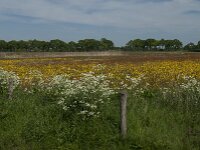 NL, Noord-Brabant, Oisterwijk, De Gement 14, Saxifraga-Jan van der Straaten