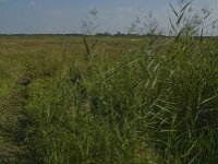 NL, Noord-Brabant, Oisterwijk, Den Opslag 19, Saxifraga-Jan van der Straaten