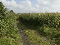 NL, Noord-Brabant, Oisterwijk, Den Opslag 4, Saxifraga-Jan van der Straaten