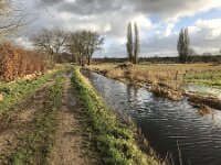NL, Noord-Brabant, Oisterwijk, Hoevensesteeg 4, Saxifraga-Jan van der Straaten