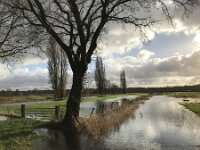 NL, Noord-Brabant, Oisterwijk, Hoevensesteeg 7, Saxifraga-Jan van der Straaten