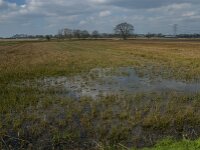 NL, Noord-Brabant, Oisterwijk, Kasteeldreef 2, Saxifraga-Jan van der Straaten